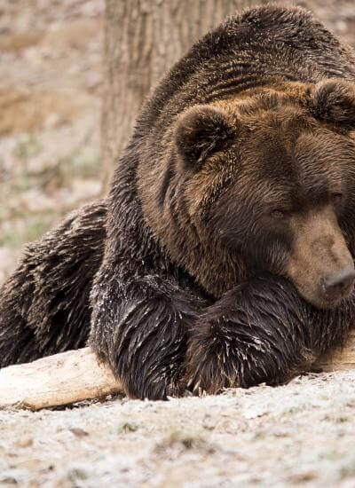 Carpathian brown bear in a forest clearing