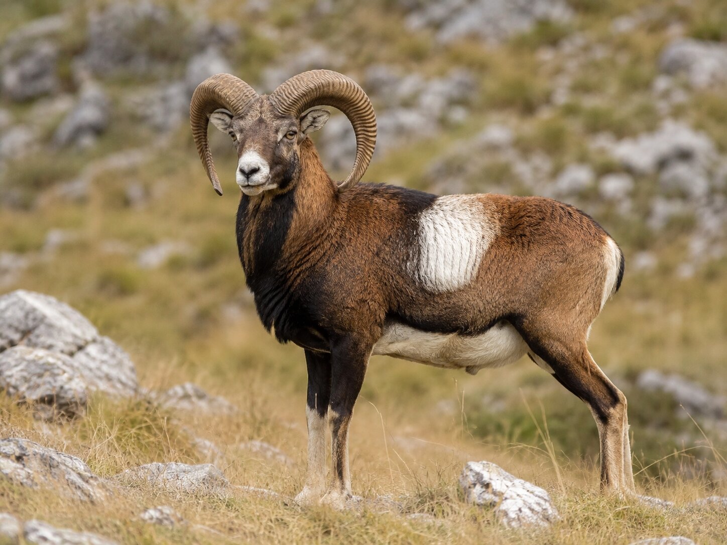 Full-curl Carpathian mouflon ram on rocky alpine ground