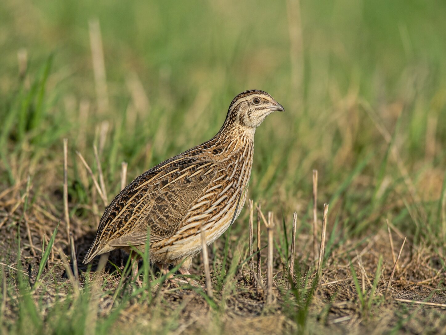 Common quail in Transylvanian stubble