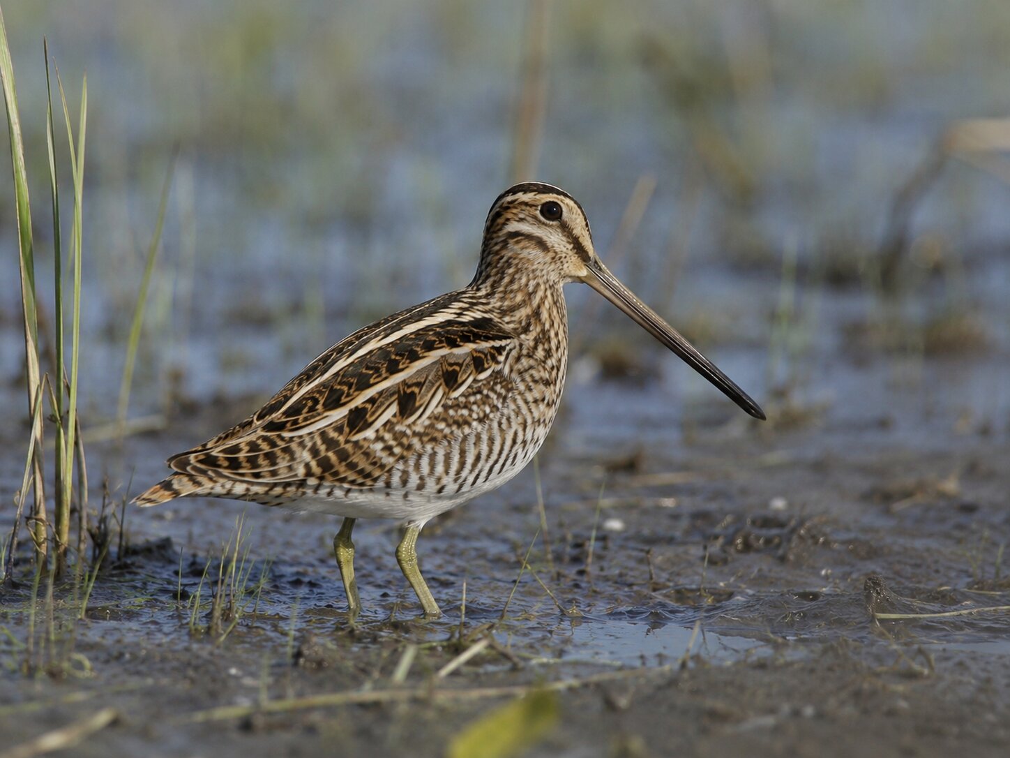 Common snipe on a Danube marsh edge