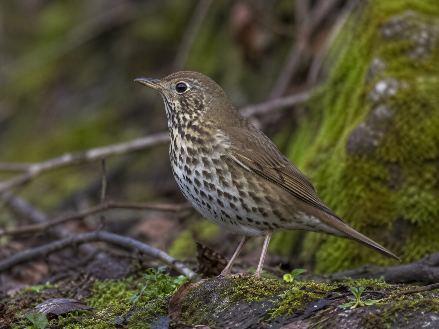 Grive musicienne sur une souche moussue, dans une forêt de Transylvanie