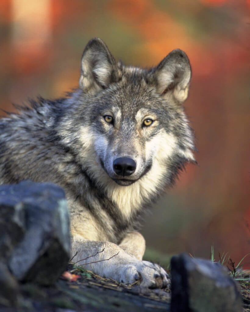 European wolf moving through a Carpathian snow-covered forest