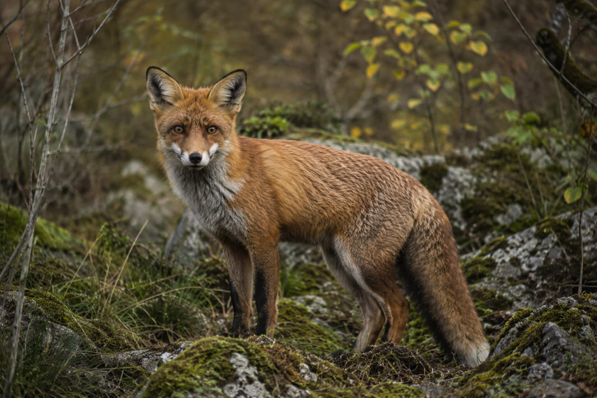 Red fox in a winter Carpathian woodland edge