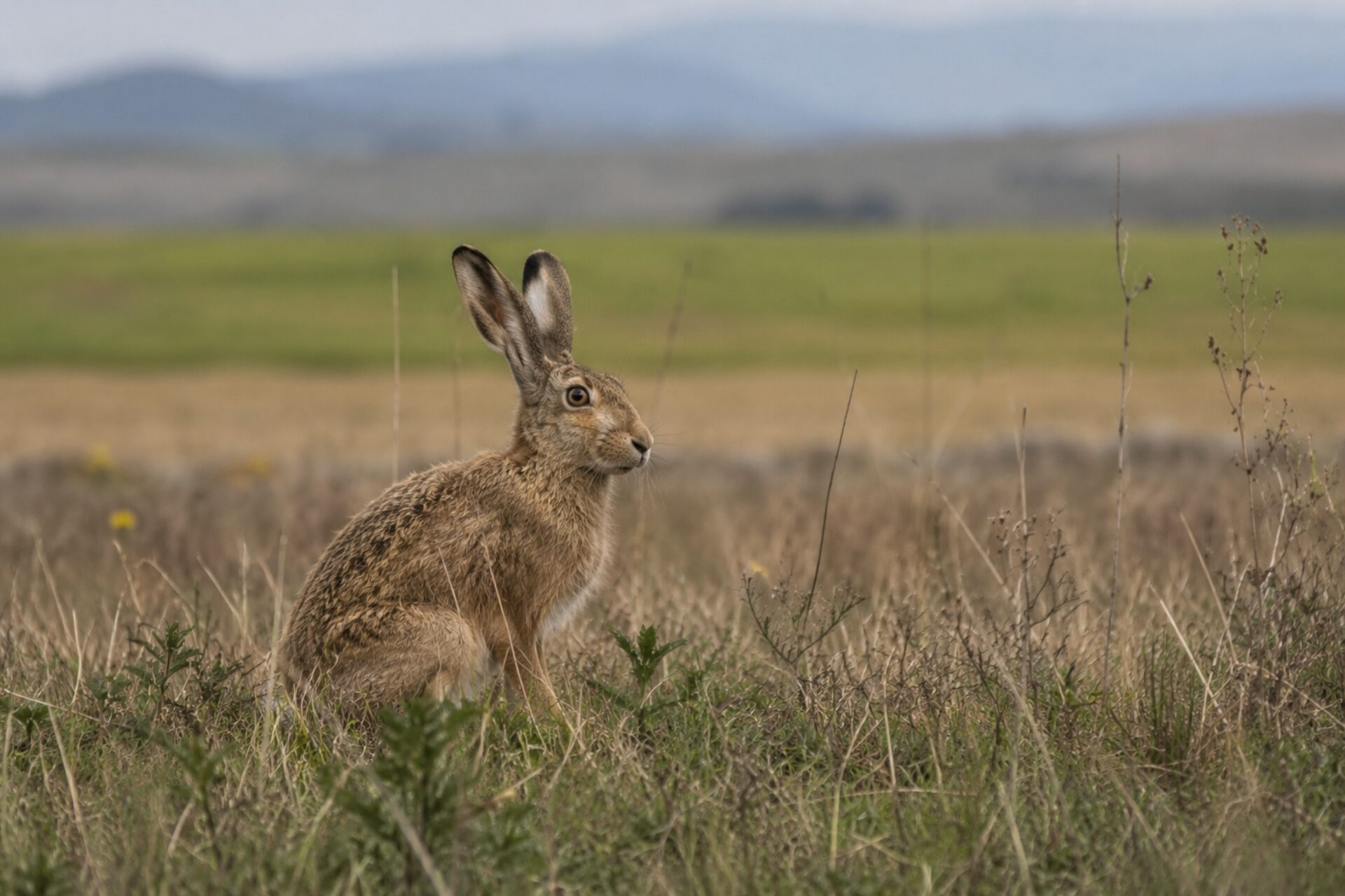 European hare in a Carpathian field at dawn