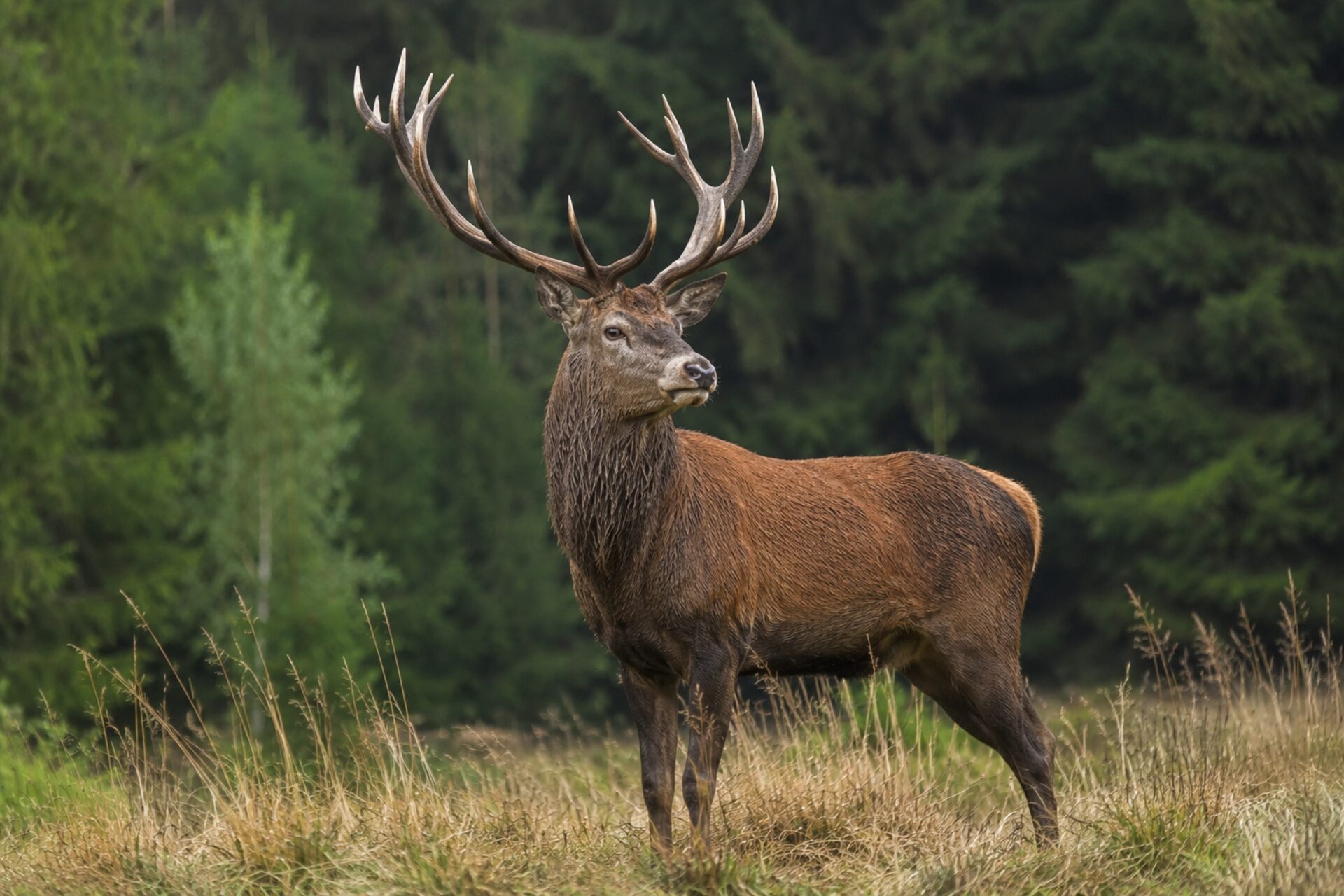 Red deer stag at the edge of a Carpathian forest meadow