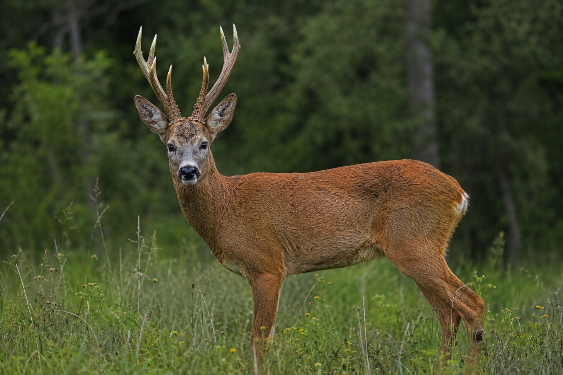 European roe deer buck in a Carpathian oak forest