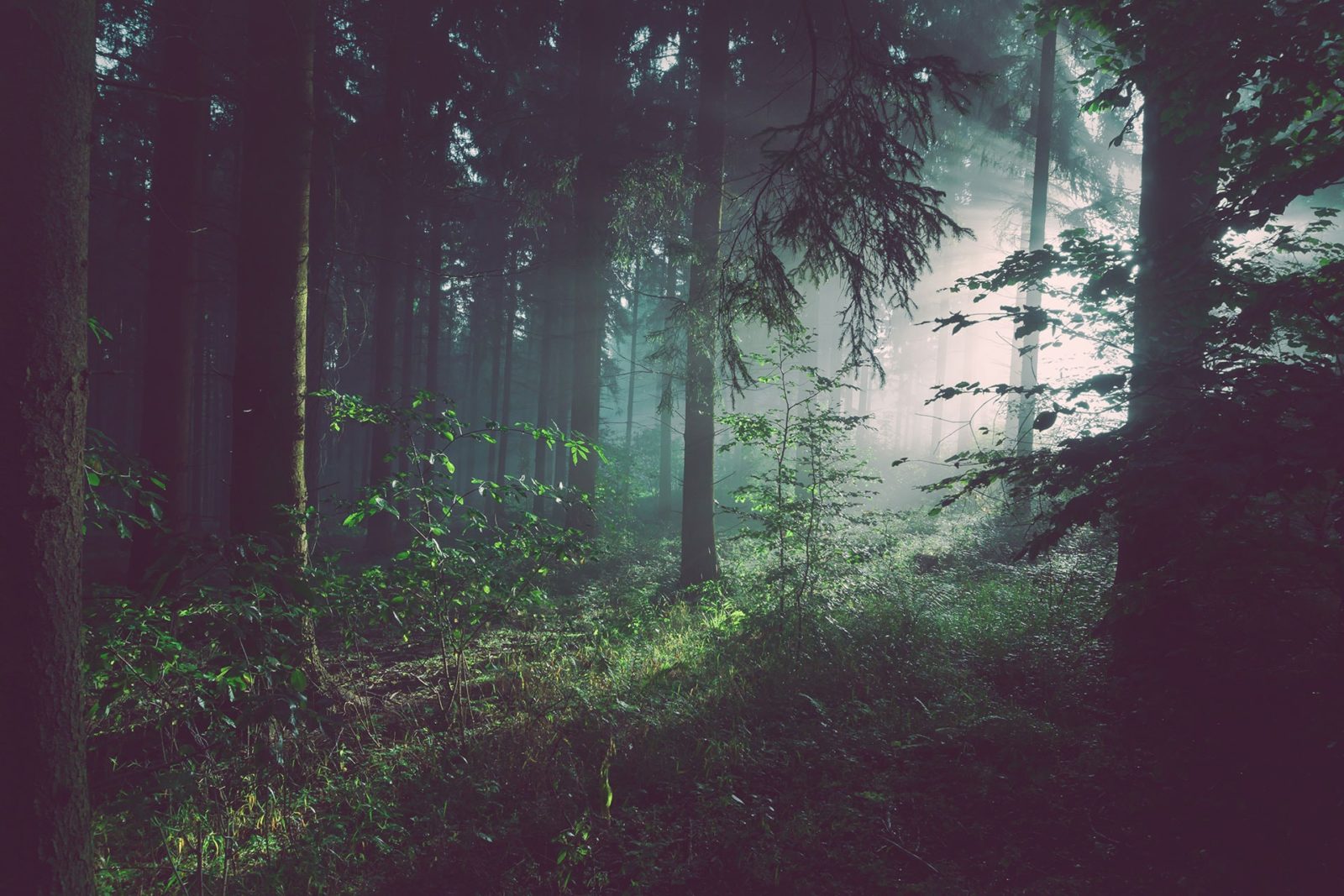 Buchen- und Nadelmischwald in den siebenbürgischen Karpaten