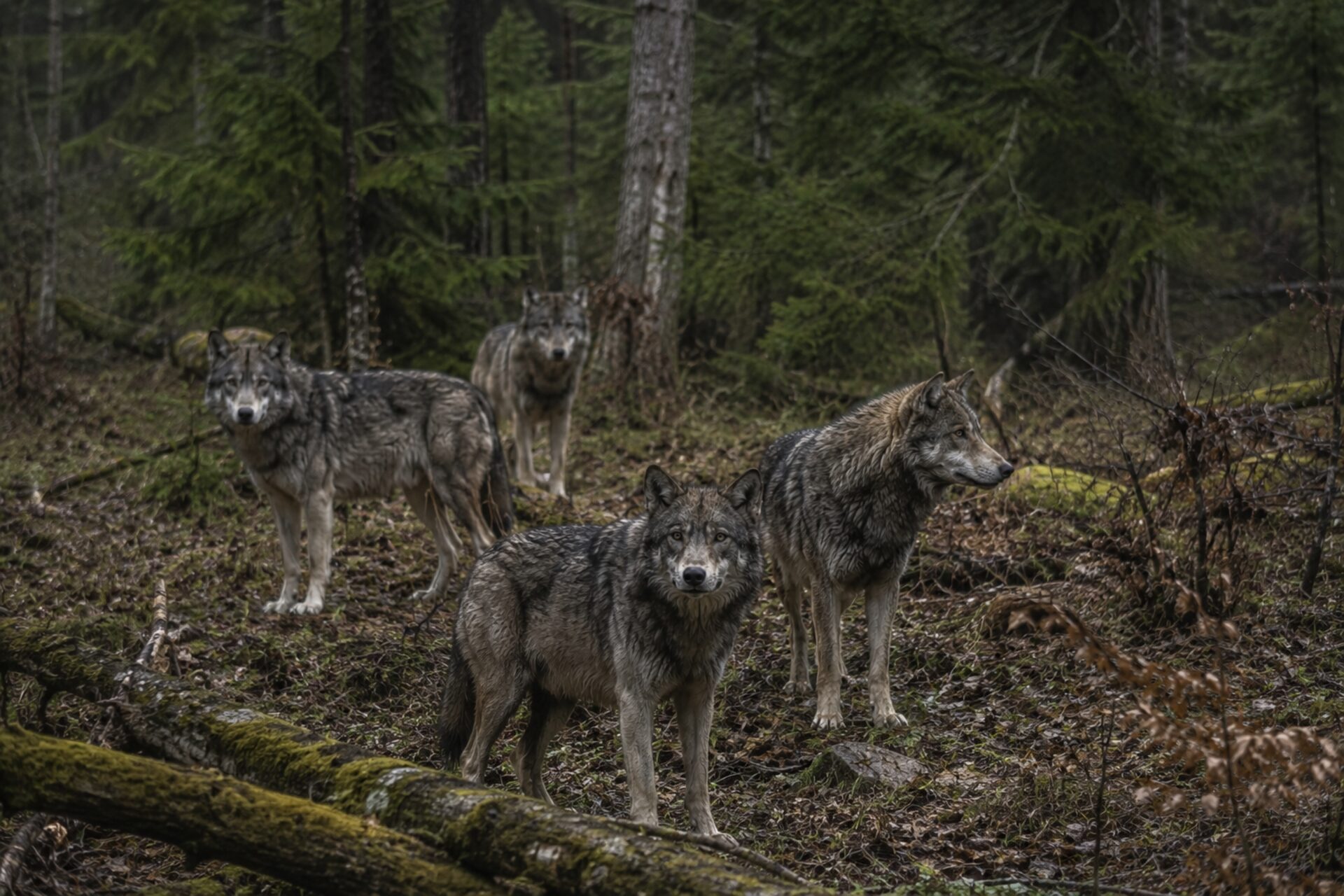 European grey wolves moving through Carpathian terrain