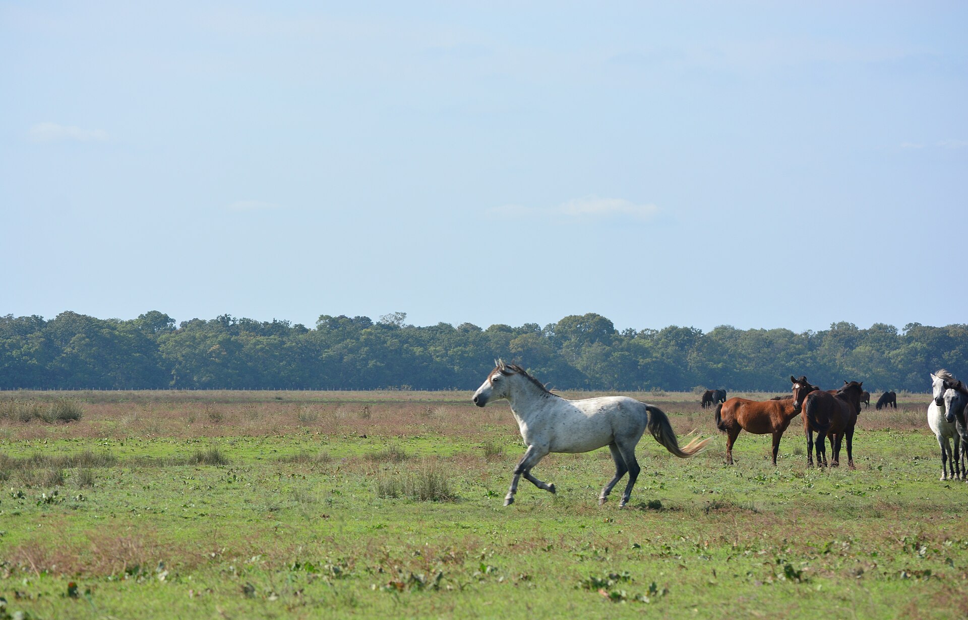 The Letea forest nature reserve