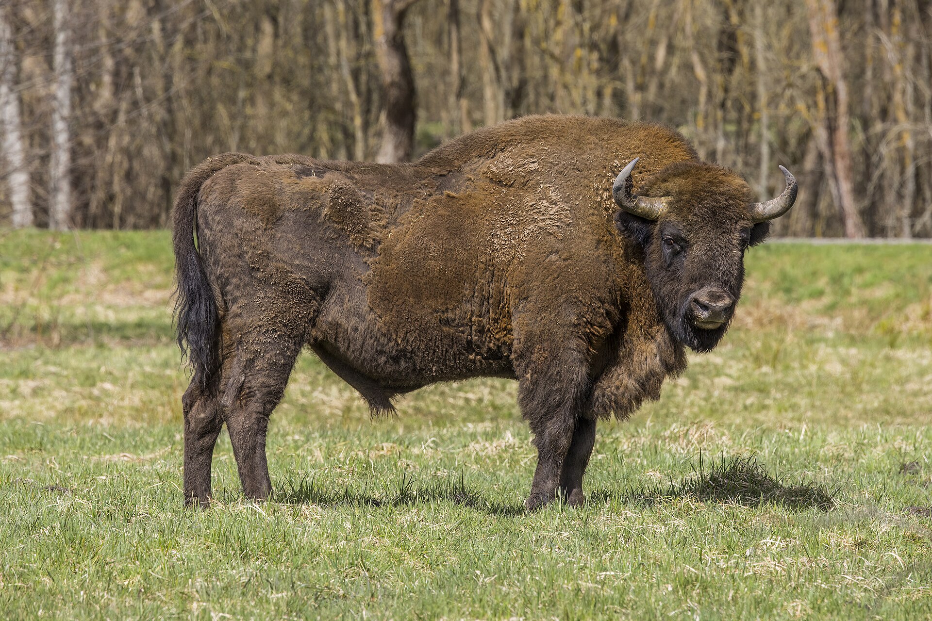 Bisonte europeo – la bestia araldica della vecchia Moldavia