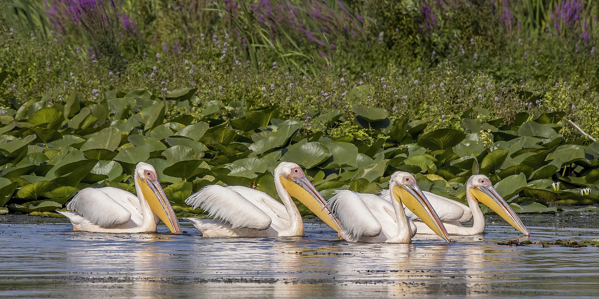 White pelicans in the Danube Delta