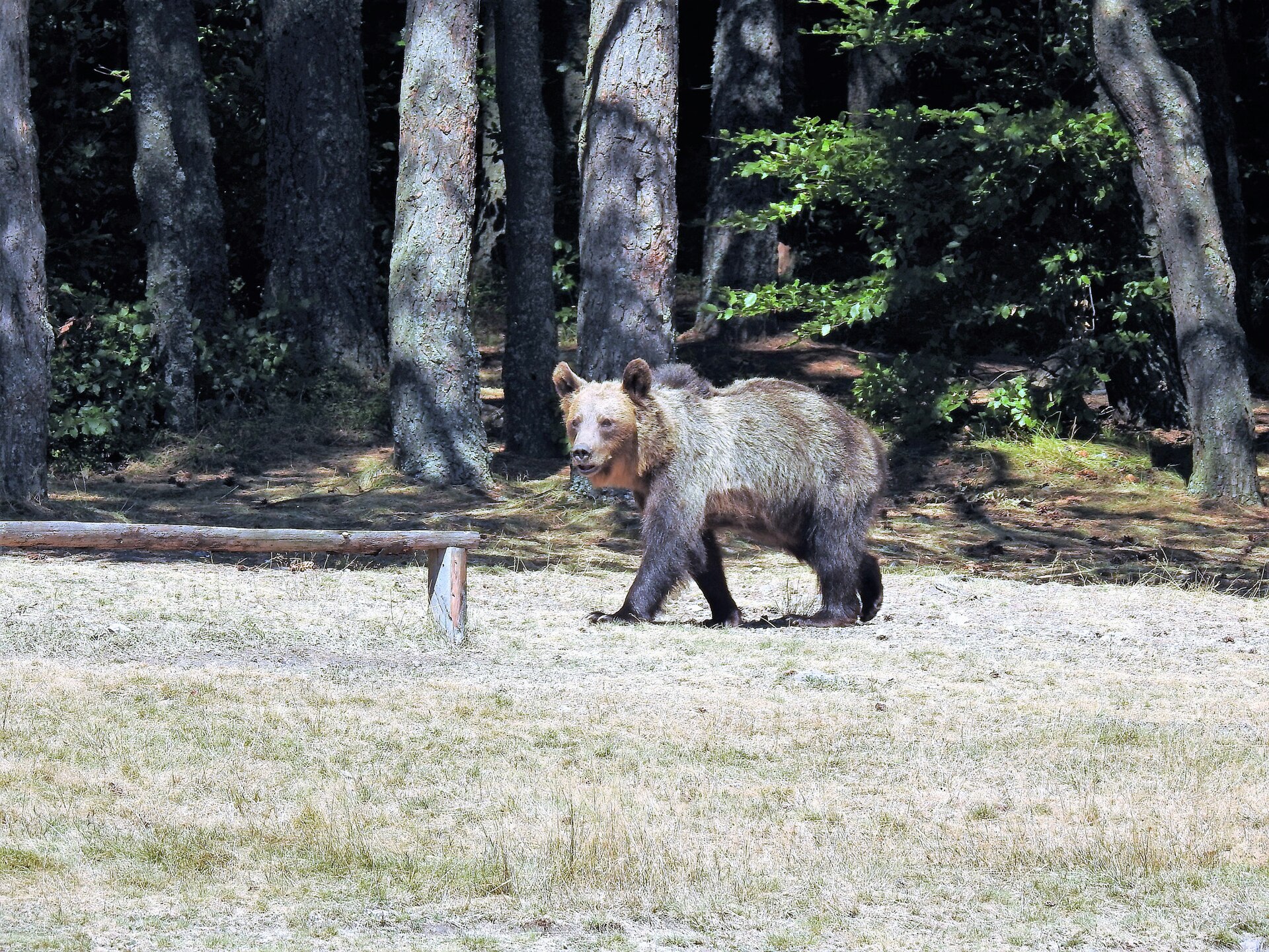 Carpathian brown bear in deep forest