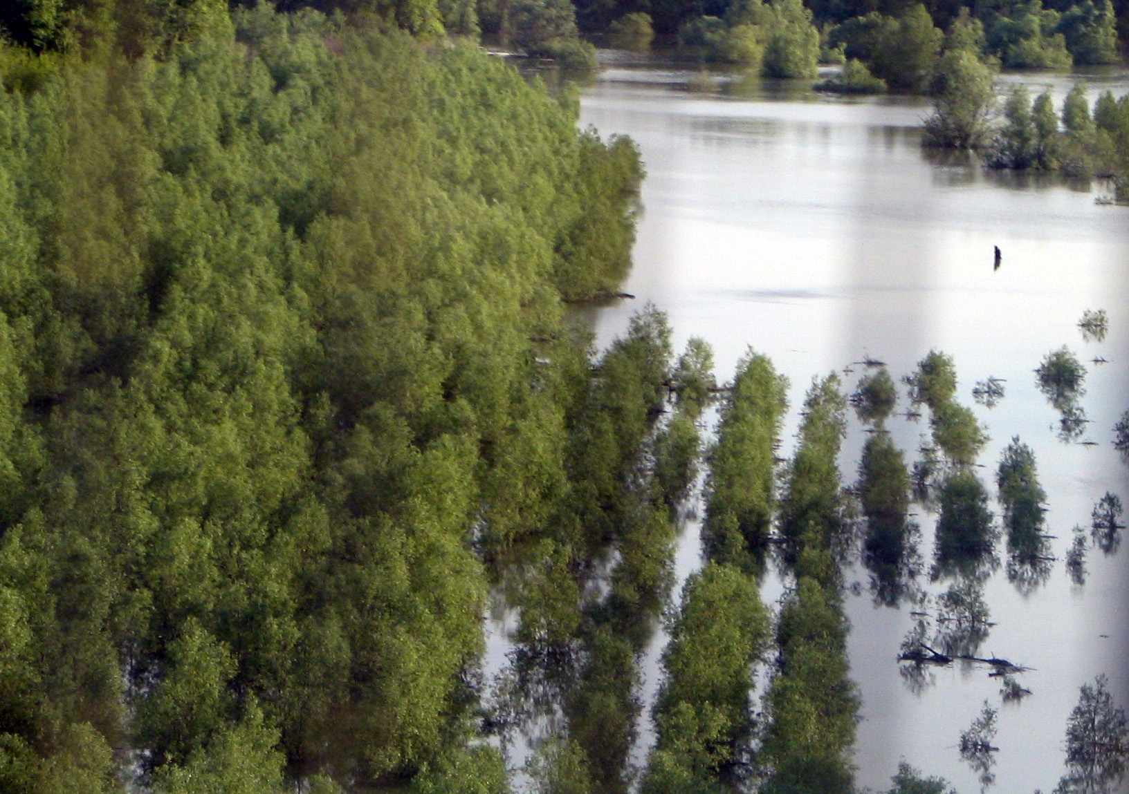 Überschwemmter Donau-Altarm mit Schilfgürteln