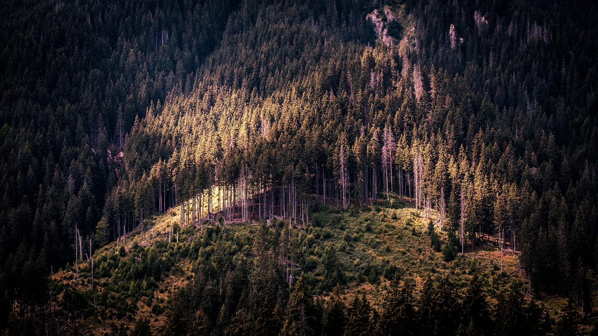 Forested Carpathian ridges in southern Transylvania