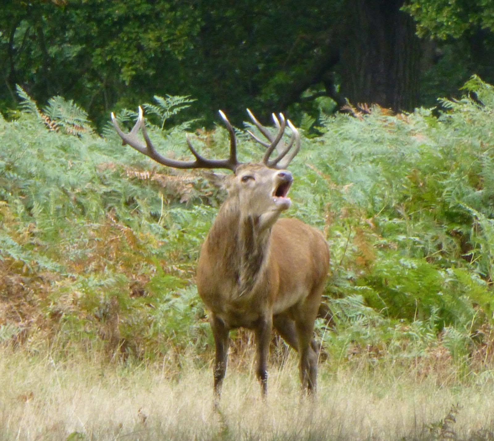 Red deer stag — the classic Carpathian trophy species