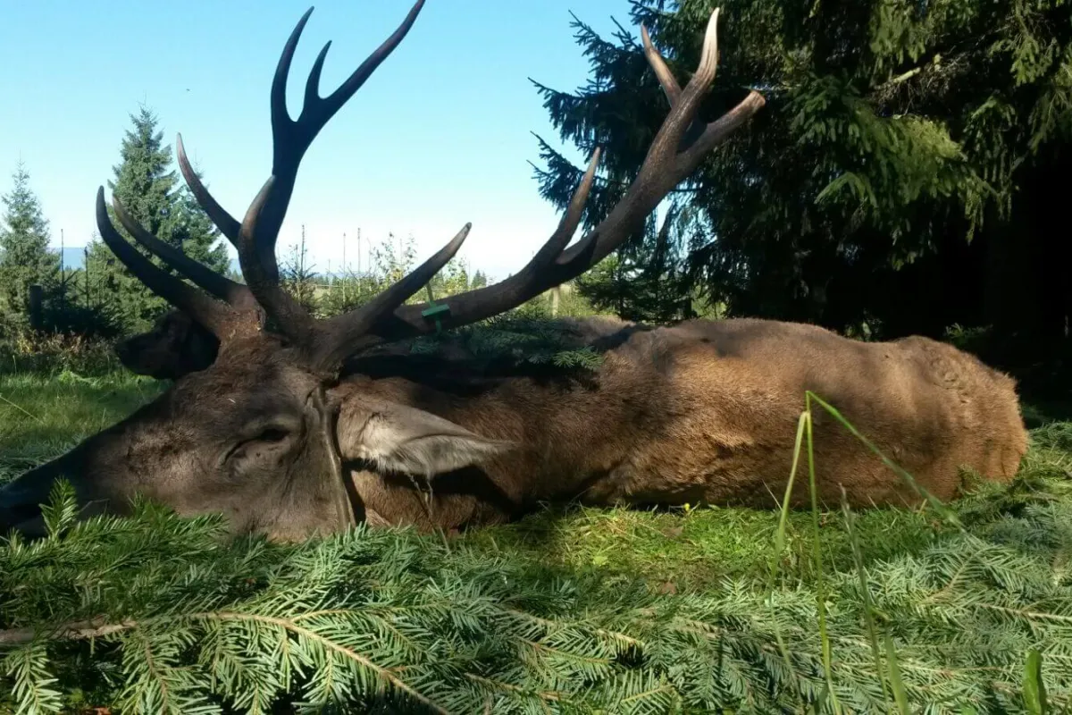 Carpathian red deer stag laid on fir branches after the hunt
