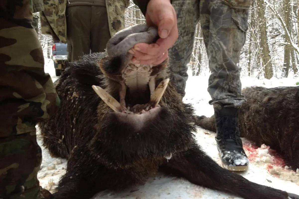 Chasseurs examinant les défenses d’un sanglier lors d’une battue sous la neige