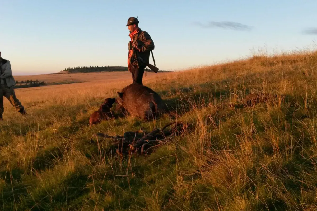 Hunters and dogs standing over a boar on an alpine meadow at last light
