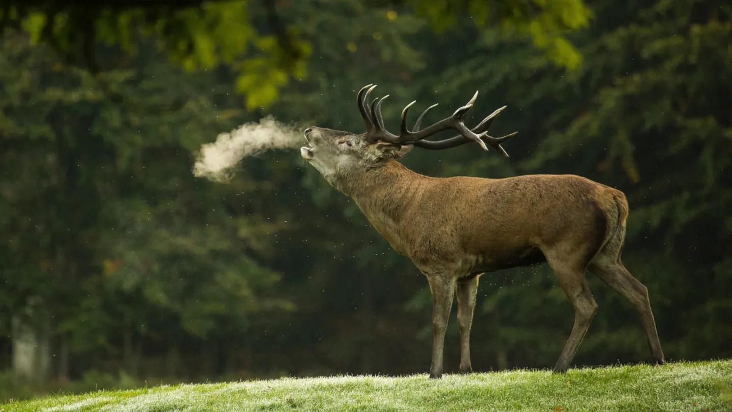 Cerf bramant sur une prairie givrée pendant le brame de septembre