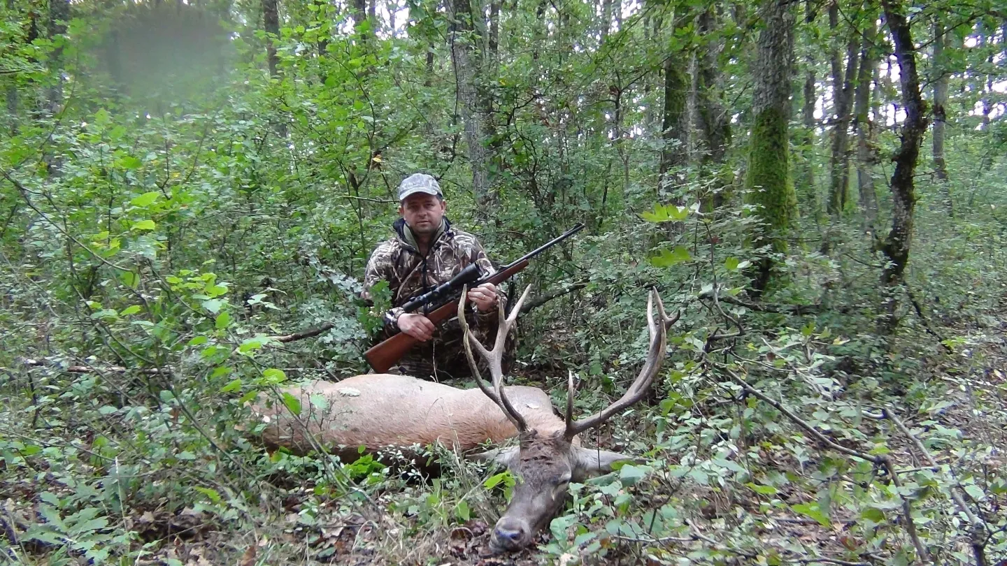 Guide with a Carpathian red deer stag at the kill site in oak forest