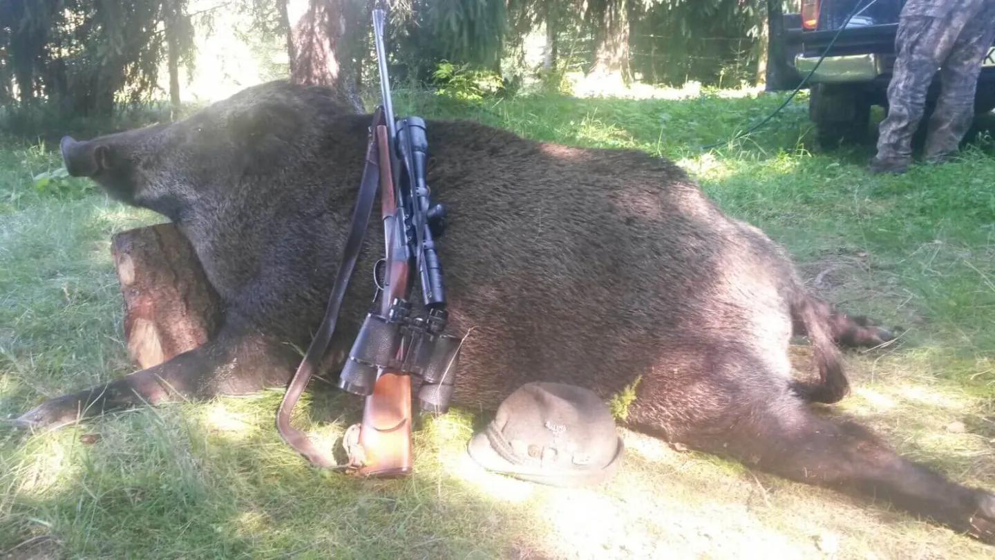 Mistreț după vânătoare, cu arma, binoclul și pălăria așezate peste el