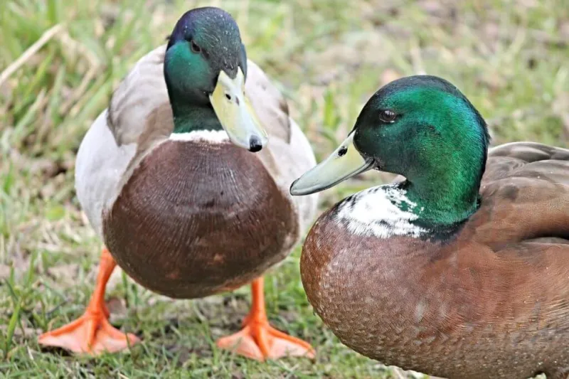 Tőkés récék kelnek szárnyra egy al-dunai tóról