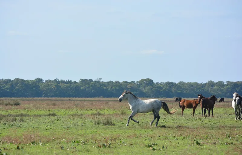 Das Naturreservat des Letea-Waldes