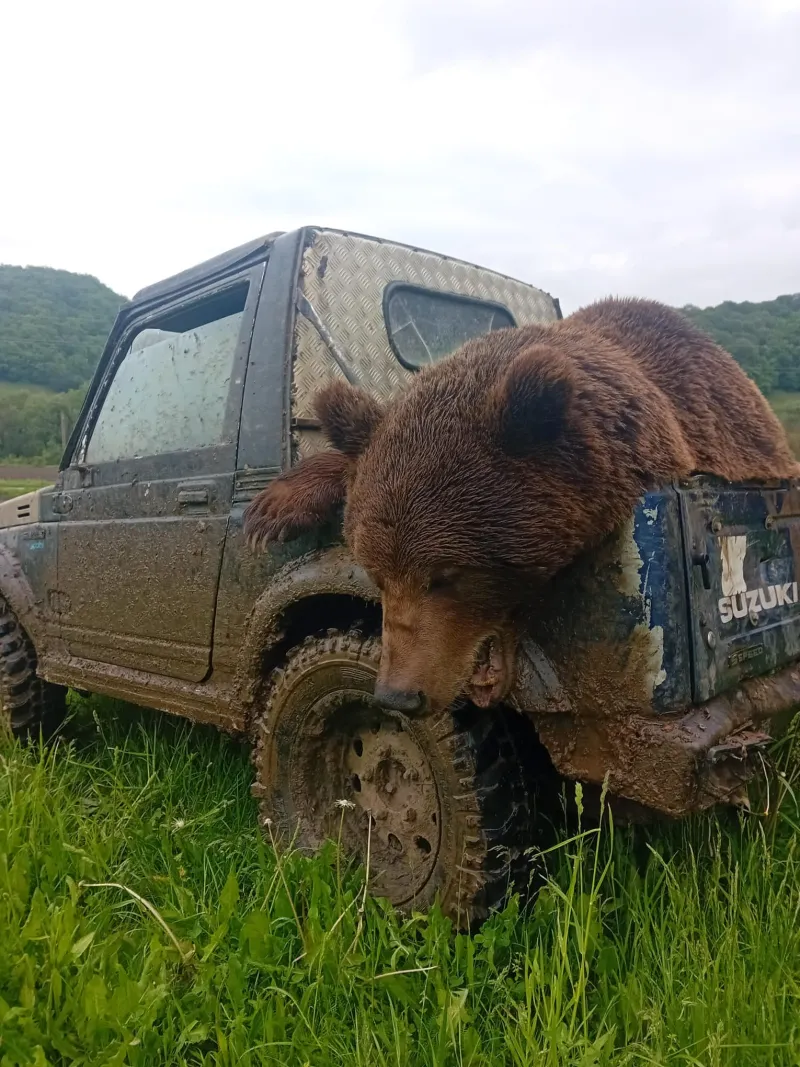 Brown Bear Trophy - Romania