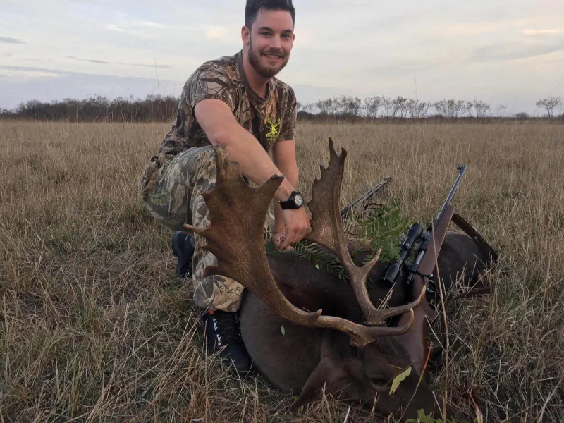 Fallow deer trophy