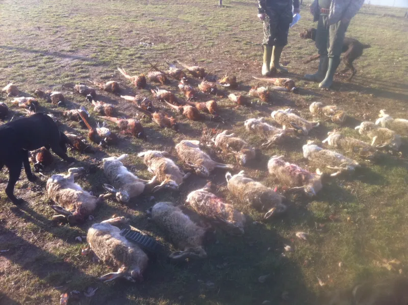 Pheasant shoot