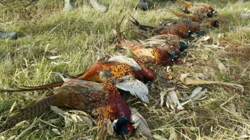Pheasant shoot