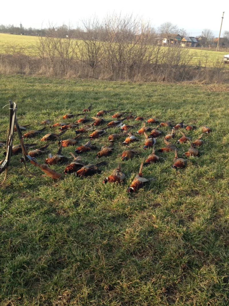 Pheasant shoot