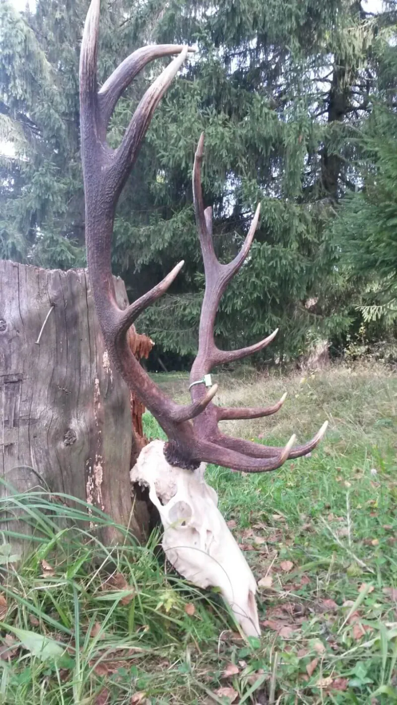 Red deer trophy