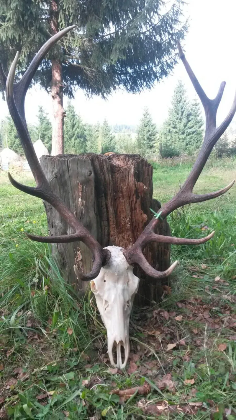 Red deer trophy
