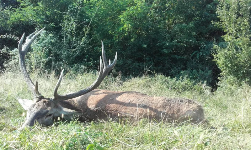 Red deer trophy