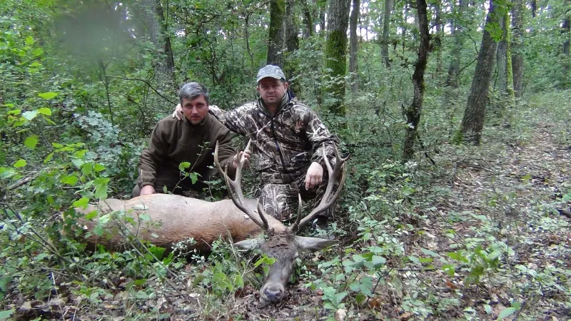 Red deer trophy