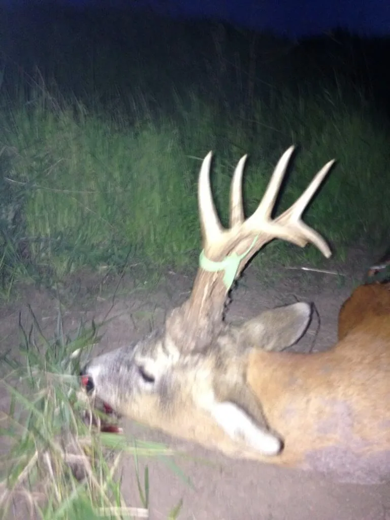 Roe deer trophy
