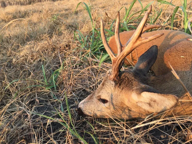 Roe deer trophy