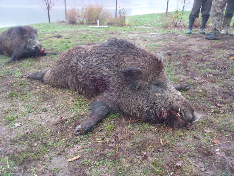 Wild boar trophy