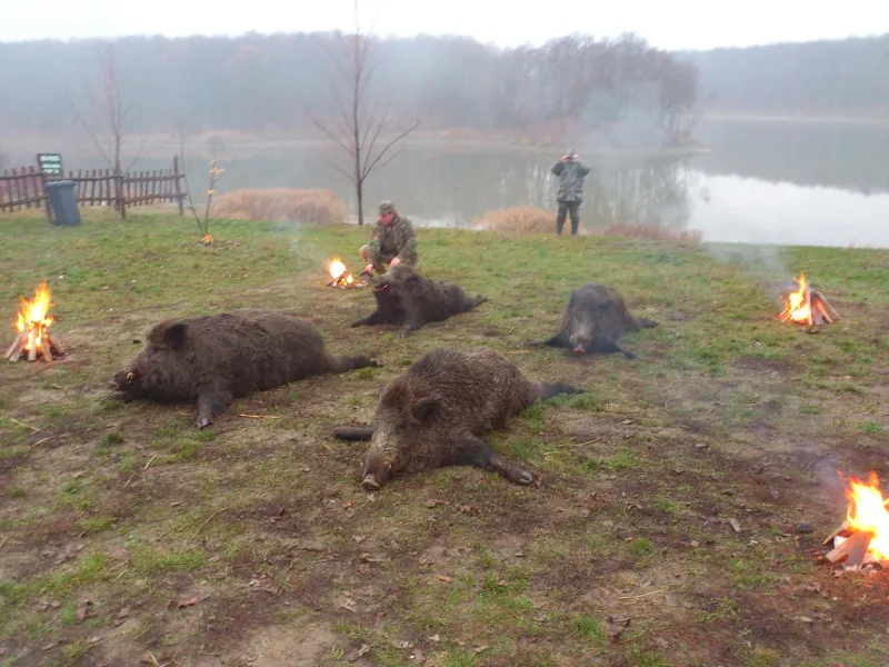 Wild boar trophy