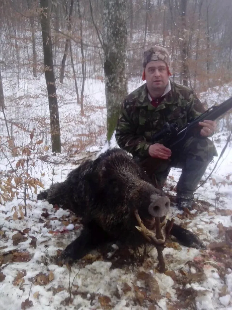 Wild boar trophy