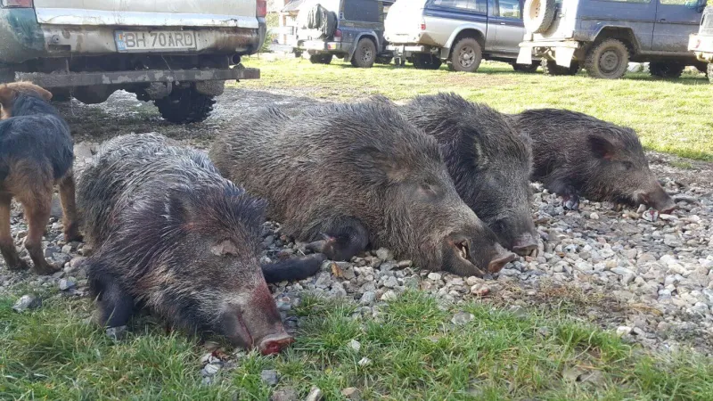 Wild boar trophy