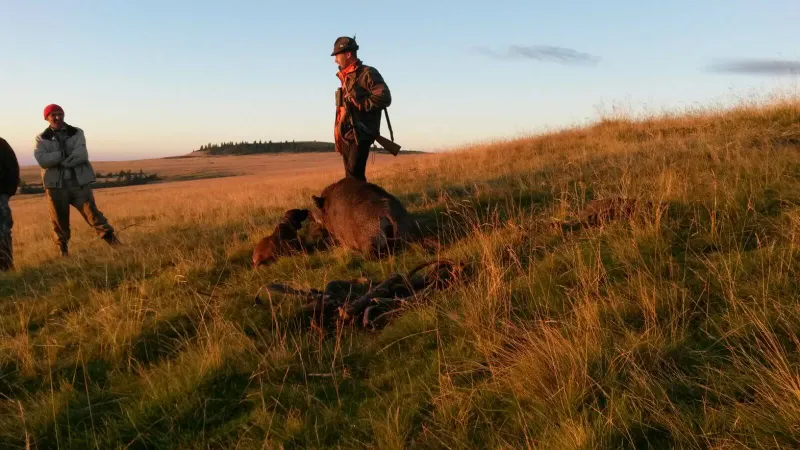 Cazadores y perros junto a un jabalí en un prado de montaña con las últimas luces