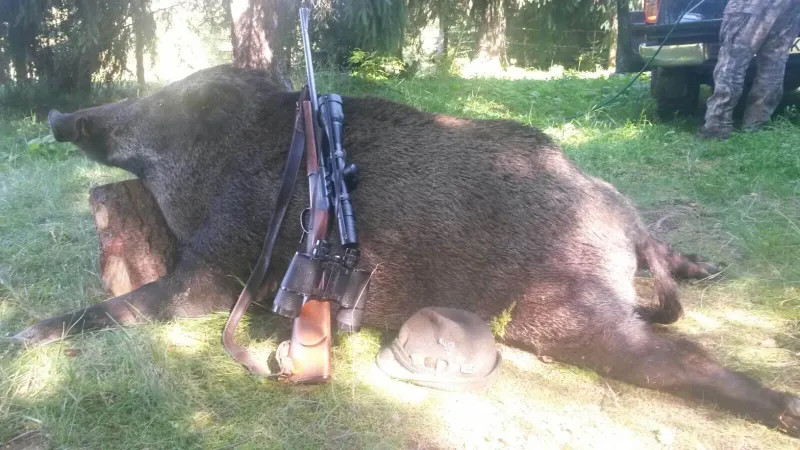Jabalí abatido con el rifle, los prismáticos y el sombrero apoyados encima