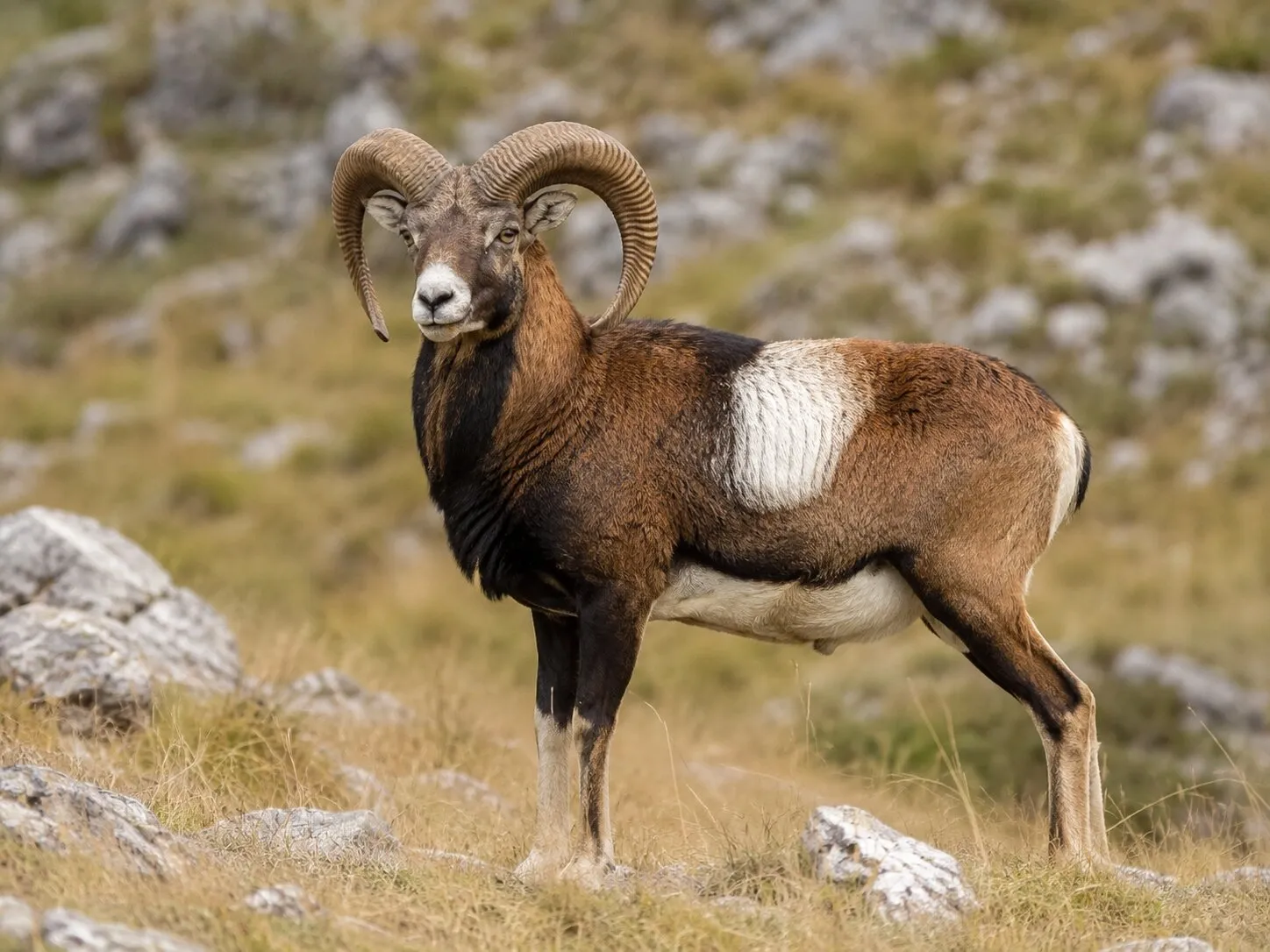 Berbec de muflon carpatin cu spirala coarnelor completă, pe teren alpin stâncos