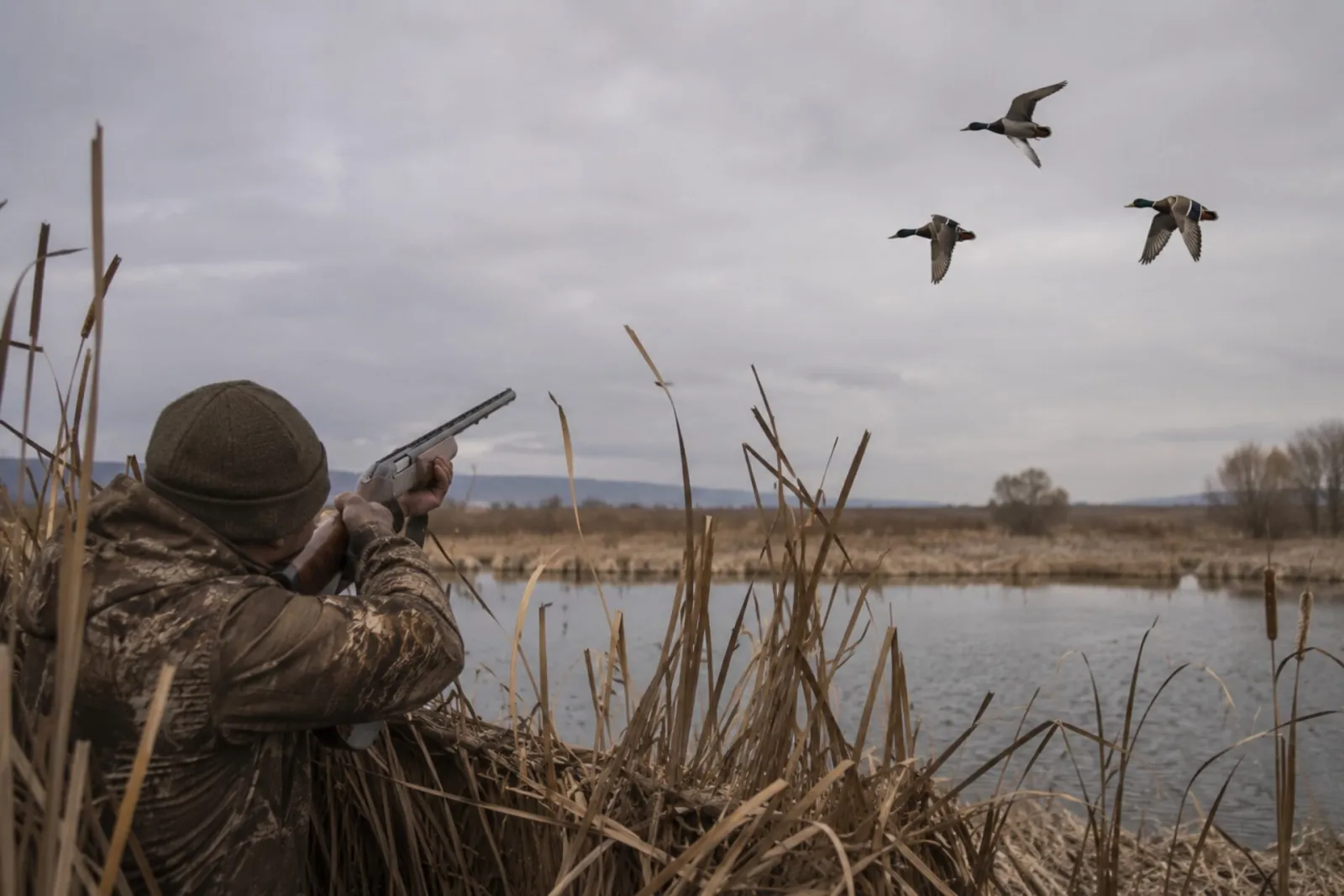 Wild ducks on a lower-Danube wetland