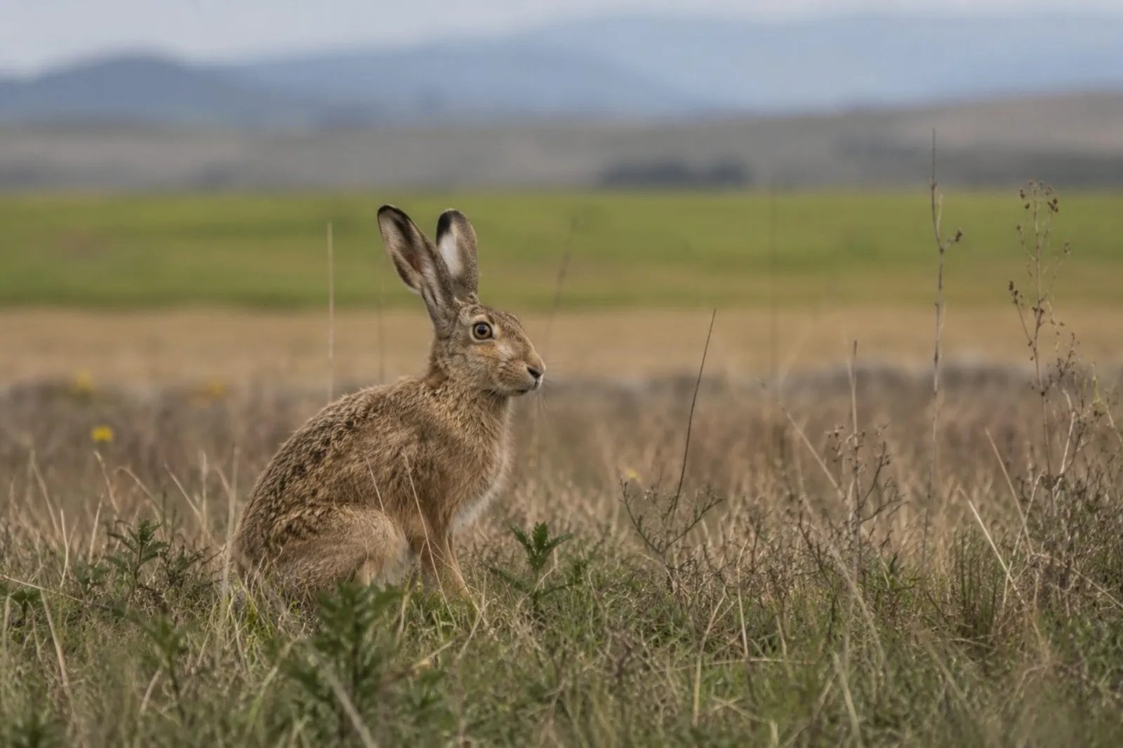 European rabbit in a Carpathian field at dawn