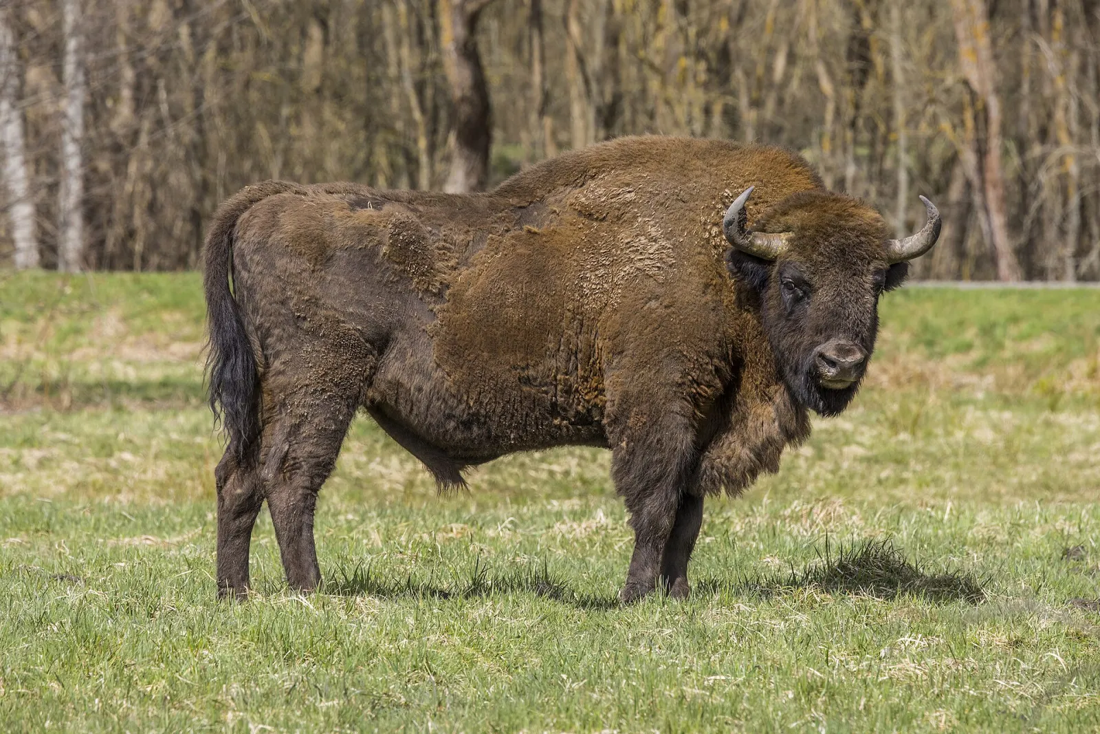 Bisonte europeo – reintrodotto nei boschi di Vânători-Neamț