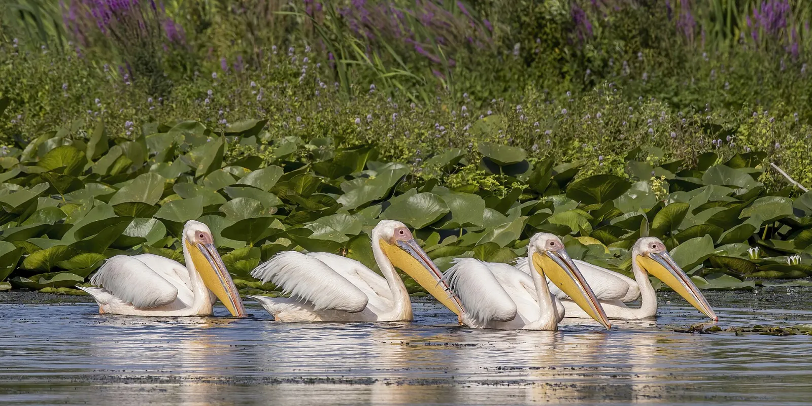 Rosapelikane im Donaudelta