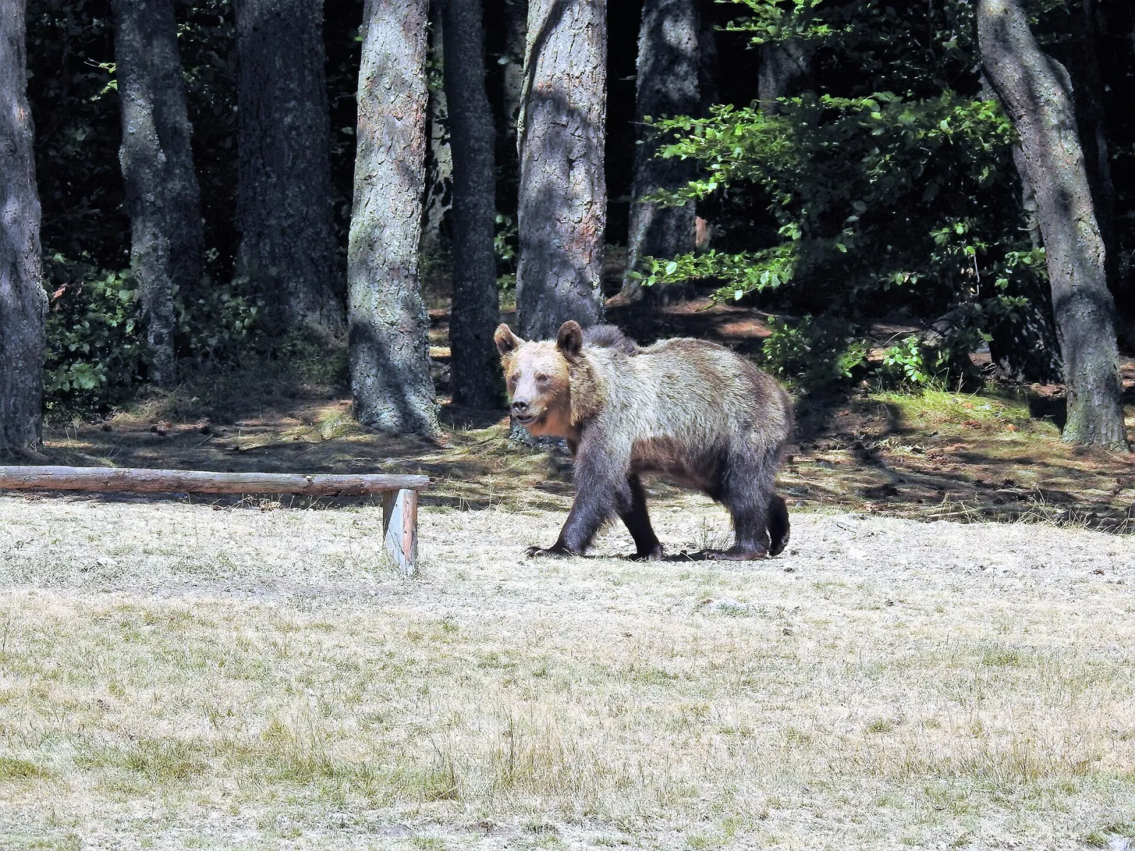 Carpathian brown bear in deep forest